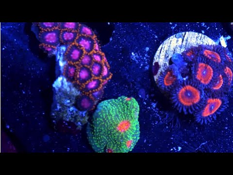 Светильник AP700 Светильник AP700