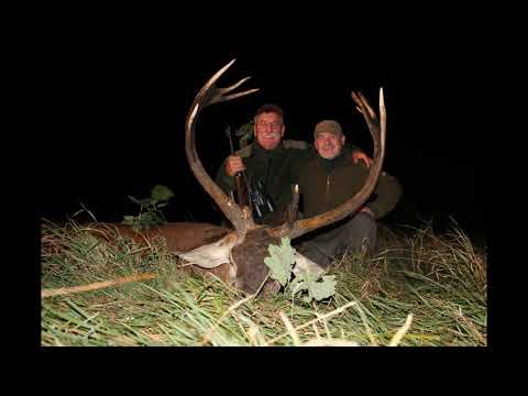 Rothirsch Brunft 2019 | Staatsreviere der Forstdirektion Posen