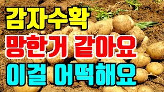감자수확시기 망한거같아요 두백감자, 설봉감자 어쩌지요