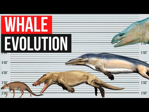 Whale Evolution | In 2 minutes