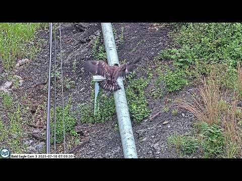 USS Bald Eagle Cam 3 on 7-10-25 @ 07:09:30 Irv brings in fish Ocho grabs talons