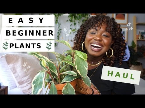 Houseplants That Even YOU Can't Kill | Easy Houseplants for Beginners 🌱