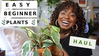 Houseplants That Even YOU Can't Kill | Easy Houseplants for Beginners 🌱