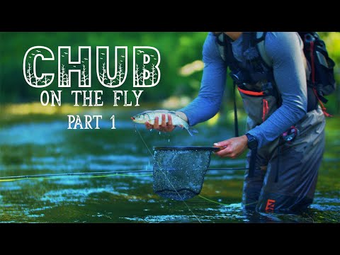 Conquering the Big River: Chub Fly Fishing Success | Epic Journey Part 1, Dry Hopper Dropper Flies