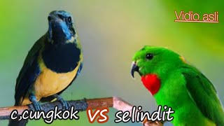 Download lagu CUCAK CUNGKOK VS SELINDIT TEMBAKAN ISTIMEWA TAJAM mp3 Download lagu CUCAK CUNGKOK VS SELINDIT TEMBAKAN ISTIMEWA TAJAM mp3
