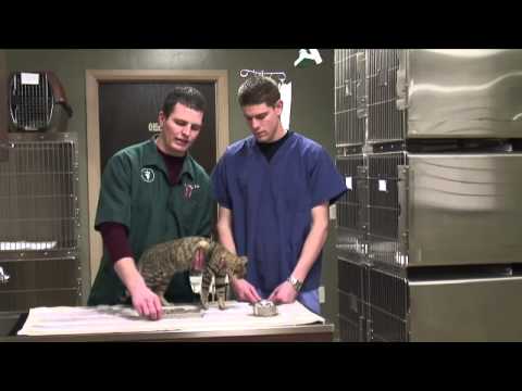 How to Tell if Your Cat Has a Bladder Infection - YouTube