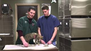 How to Tell if Your Cat Has a Bladder Infection