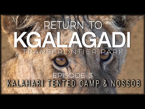 RETURN TO THE KGALAGADI - Episode 3 - Kalahari Tented Camp & Nossob