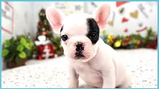 ペットショップCOO&RIKU No00703799(フレンチブルドッグ)