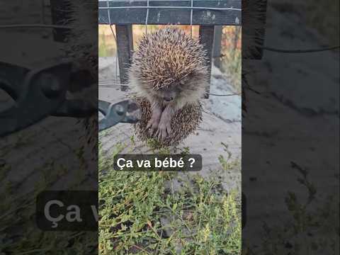 hérisson coincé, le shorts qui avait fait tant de vues sur ma chaine #herisson #bulgarie #nature