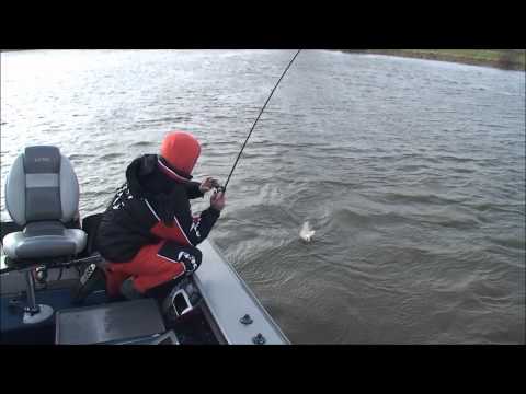 :: Fox Rage TV :: Fork Tail Real Shiner