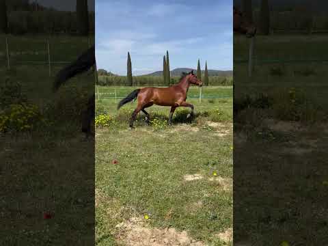 Filly PRE Pure Spanish Bred For sale 2020 Bay