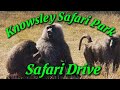 Knowsley Safari Park Tour And Information