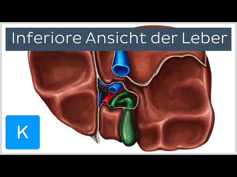Leber: Aufbau und Strukturen von inferior  (Vorschau) | Kenhub