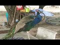 Look At The Peacock Dancing What Is It Doing Animals Peacockdance