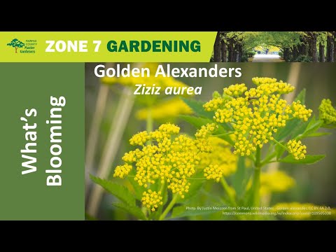 Golden Alexander (Zizia aurea)