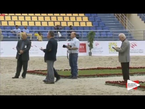 N.63 TAGHREED AL ZOBAIR - Sharjah 2016 - 2 Years old Fillies (Class 3)