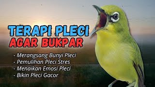 Download lagu Semua Pleci Pasti Langsung Ikut Bunyi Ngalas - Terapi Pleci Agar Buka Paruh mp3 Download lagu Semua Pleci Pasti Langsung Ikut Bunyi Ngalas - Terapi Pleci Agar Buka Paruh mp3