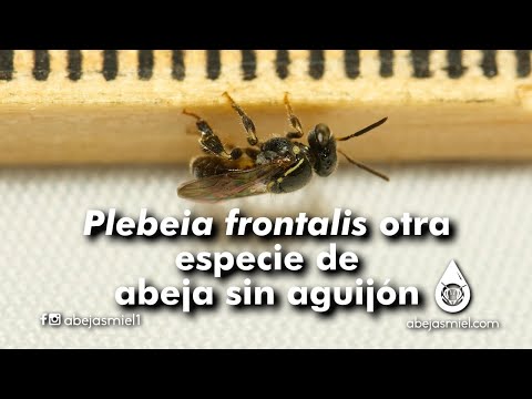 Plebeia frontalis, otra especie de abeja sin aguijón