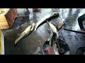 Dam Big Pahina And Tengra Fish Catfish