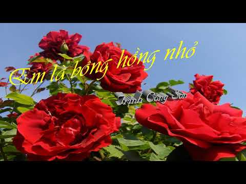 Em Là Bông H?ng Nh? - Trinh Cong Son