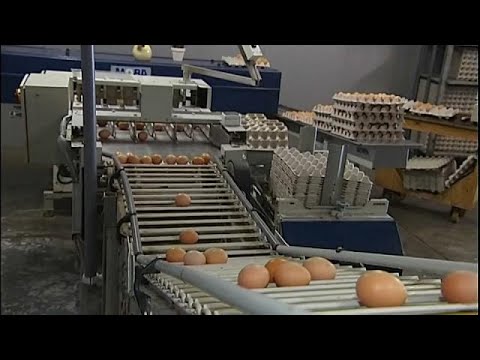 kerekférgek tojások megtermékenyítetlen kezelés