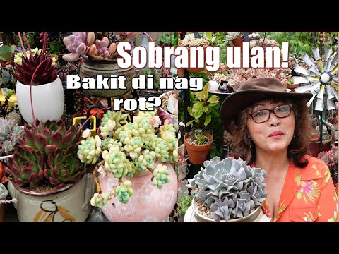 LizK PINOY VLOG #1: How Succulents Can Survive The Rain | [Eng Sub] - Growing Succulents with LizK
