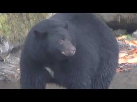 Huge Black Bear Coming My Way, Sproat River, B.C.