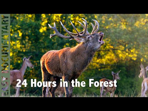 The Forest Awakens: 24 Hours of Wild Life - Full Wildlife Documentary