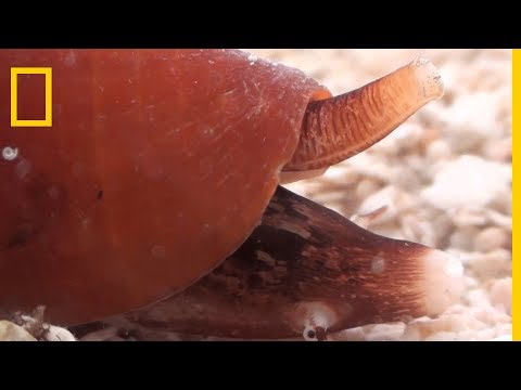 Réduire la dépendance aux opiacés grâce aux mollusques