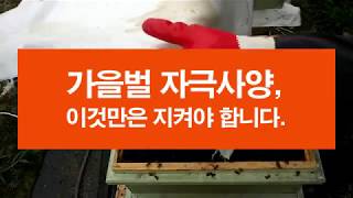 가을벌 자극사양, 이것만은 지켜서 해 보세요.