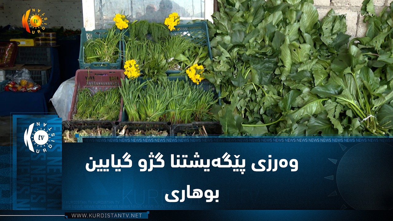 ڤیدیۆ | ئاکرێ  ..  وەرزی پێگەیشتنا گژو گیایین بوهاری یە