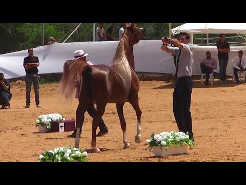 AL BAHHAR JFD.SOLAZ J & C MARCS APRIL ROSE BY QR Marc