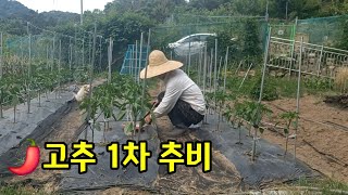 🌶 고추모종 1차추비(5/31) #고추모종 #고추키우기 #텃밭농사 #도시농부