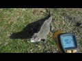 Sun And Temp Differences For Lizards