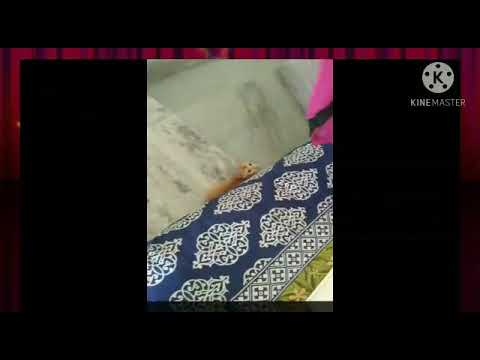 An exasperated cat 🐈😠😡