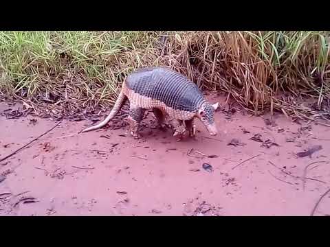 Tatu virando bola , Armadillo rolls Inti a ball.