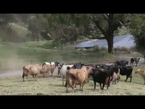 Rinderhaltung und Naturschutz