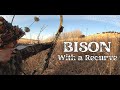 BISON Hunting With A Recurve
