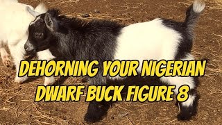 Dehorning Your Nigerian Dwarf Buck with the Figure 8