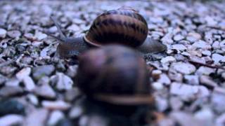 preview picture of video 'WALKING UP A LEAF (created by Francesco La Noce) - Canon 550D'