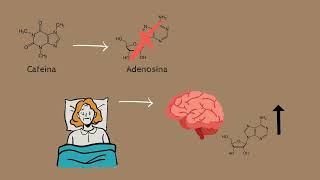 230. LOS EFECTOS DE LA CAFEÍNA EN EL ORGANISMO. Elisa Isabel Blázquez Díaz.