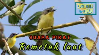 Download lagu Audio pikat burung kecil, Remetuk laut/pleci buana/harmoni, mp3. remetuk liar pasti nyamberr‼️ mp3 Download lagu Audio pikat burung kecil, Remetuk laut/pleci buana/harmoni, mp3. remetuk liar pasti nyamberr‼️ mp3