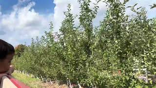 Camino a cortar manzanas