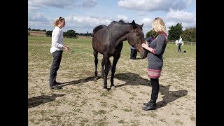 Using the Let Animals Lead™ Method on Abused Horses