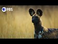 African Wild Dogs Vote With Sneezes