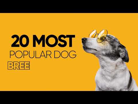 Top 20 dog in the world |  Top 20 dog breeds in the world |The cutest dogs ever