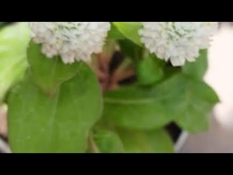 #Ellidde Illeethanka#..an old classic by Anil N Patil