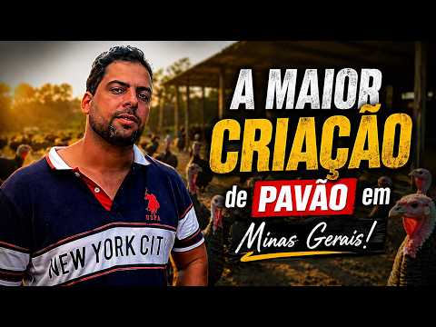 A MAIOR criação de PAVÃO de Minas Gerais!