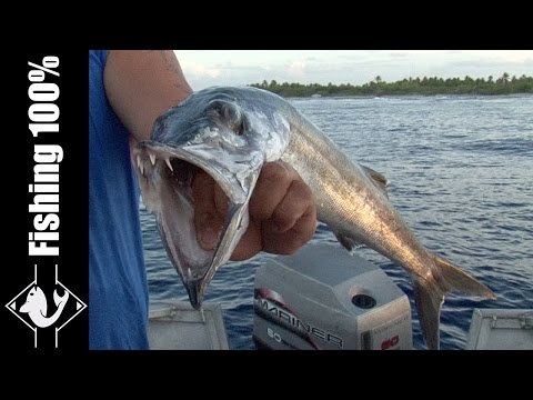 Fishing in Tahiti | Maui Kids | Episode 2